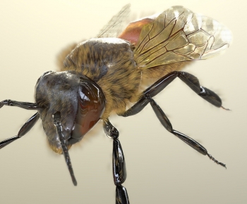 Modern Flying Animals-ID:241513015