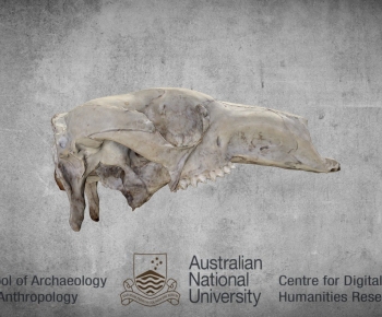 Modern Animal-ID:347250948