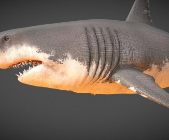 Modern Aquatic Animals-ID:225907091