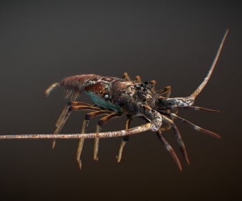 Modern Animal-ID:554882051