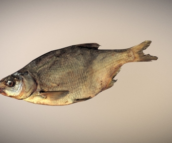 Modern Animal-ID:648747922