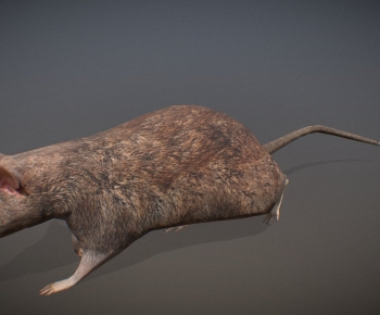 Modern Mammal-ID:802648077