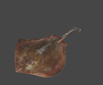 Modern Aquatic Animals-ID:270109216