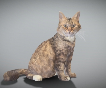 Modern Animal Cat-ID:633718016