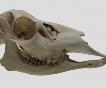 Modern Animal-ID:762075907