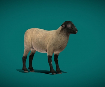 Modern Animal-ID:783865936