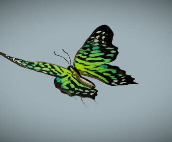 Modern Other Animals-ID:613046888