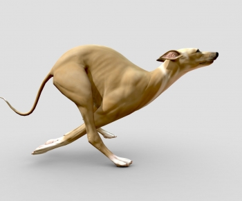 Modern Animal Dog-ID:723984968