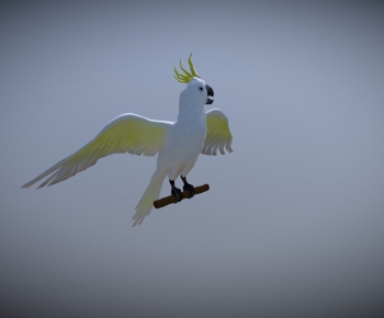 Modern Flying Animals-ID:581860074