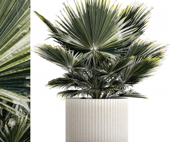 Modern Ground Green Plant Potted Plants-ID:402718074