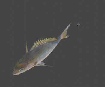 Modern Aquatic Animals-ID:852068909