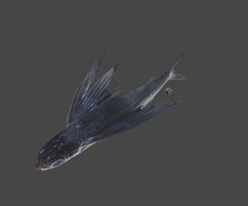 Modern Aquatic Animals-ID:209038022