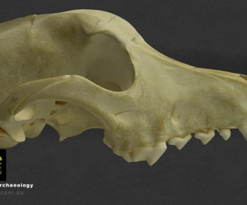 Modern Animal-ID:860469104