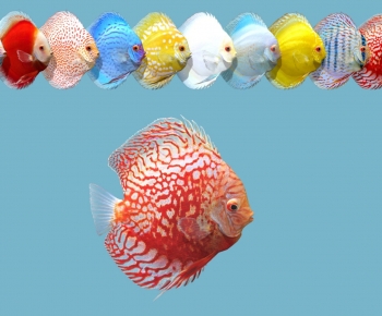 Modern Aquatic Animals-ID:679121073