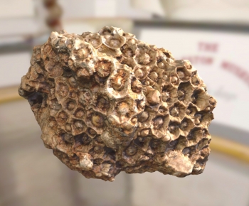 Modern Other-ID:113116036