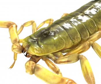 Modern Reptile-ID:191822058