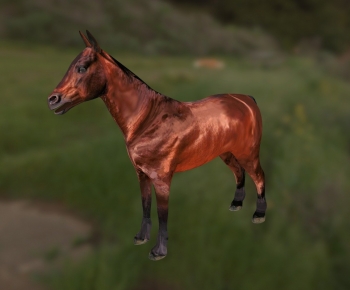 Modern Animal Horse-ID:643338929