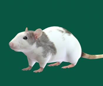 Modern Animal-ID:667414905