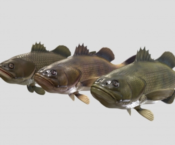 Modern Aquatic Animals-ID:616787912