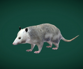 Modern Mammal-ID:526860002