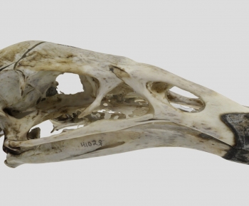 Modern Animal-ID:974659934