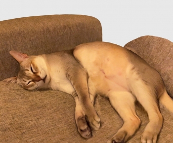 Modern Animal Cat-ID:236057047