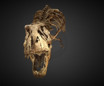 Modern Animal-ID:661144025