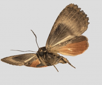 Modern Animal-ID:669387102