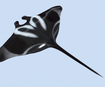 Modern Aquatic Animals-ID:538778073