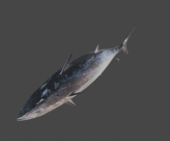 Modern Aquatic Animals-ID:127819063