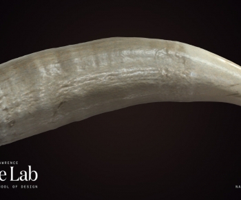 Modern Animal-ID:541997916