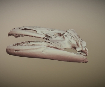 Modern Animal-ID:970303066