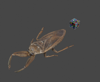 Modern Reptile-ID:899207129