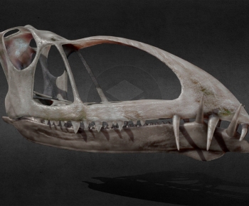 Modern Animal-ID:400901085