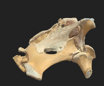 Modern Animal-ID:583607919