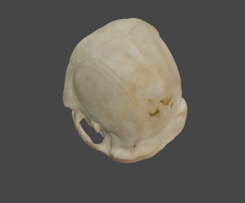 Modern Animal-ID:710253008