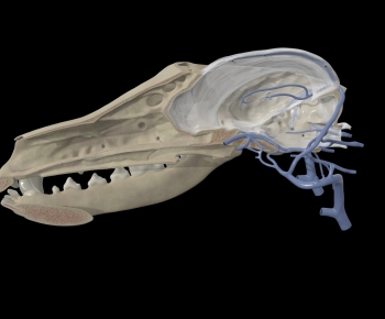 Modern Animal-ID:851422076