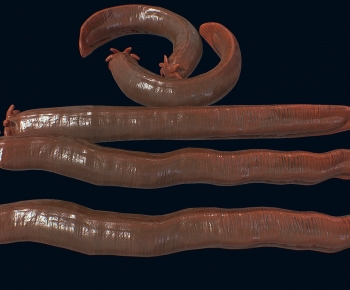 Modern Animal-ID:182789093