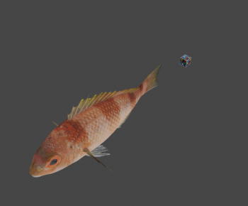 Modern Aquatic Animals-ID:504246953