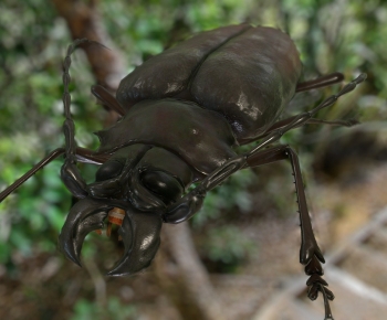 Modern Reptile-ID:486279018