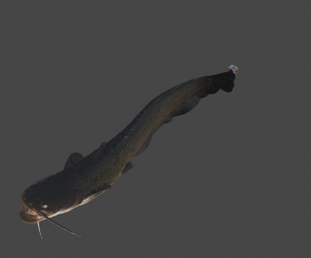 Modern Aquatic Animals-ID:649287945