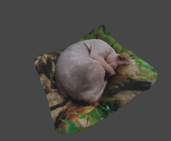 Modern Animal-ID:913091901