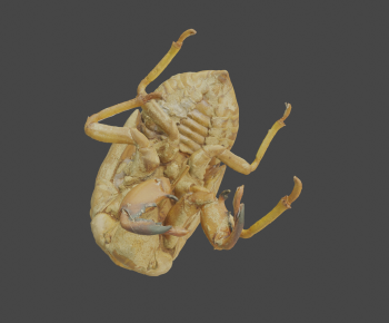 Modern Animal-ID:275114069