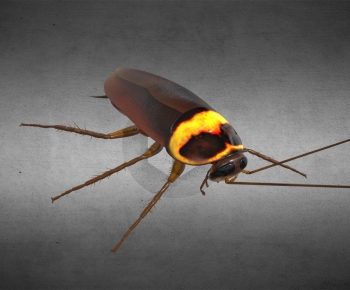 Modern Reptile-ID:191929329