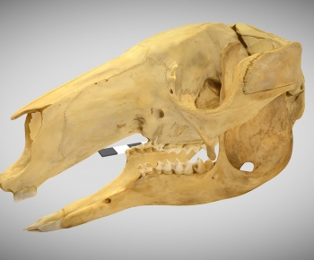 Modern Animal-ID:778393036