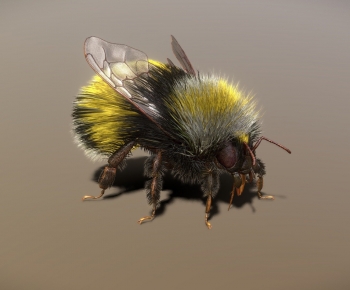 Modern Flying Animals-ID:994659906