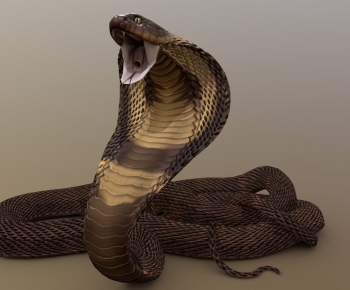 Modern Reptile-ID:537736899