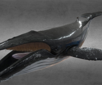 Modern Aquatic Animals-ID:258353958