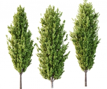 Modern Tree-ID:270931016