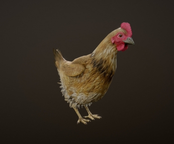 Modern Poultry Animal-ID:943639043